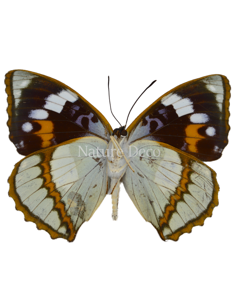 . Unmounted Mimathyma schrenckii