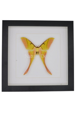 Nature Deco Actias rhodopneuma male  in luxury 3D frame 22 x 22cm