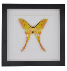 Nature Deco Actias rhodopneuma male  in luxury 3D frame