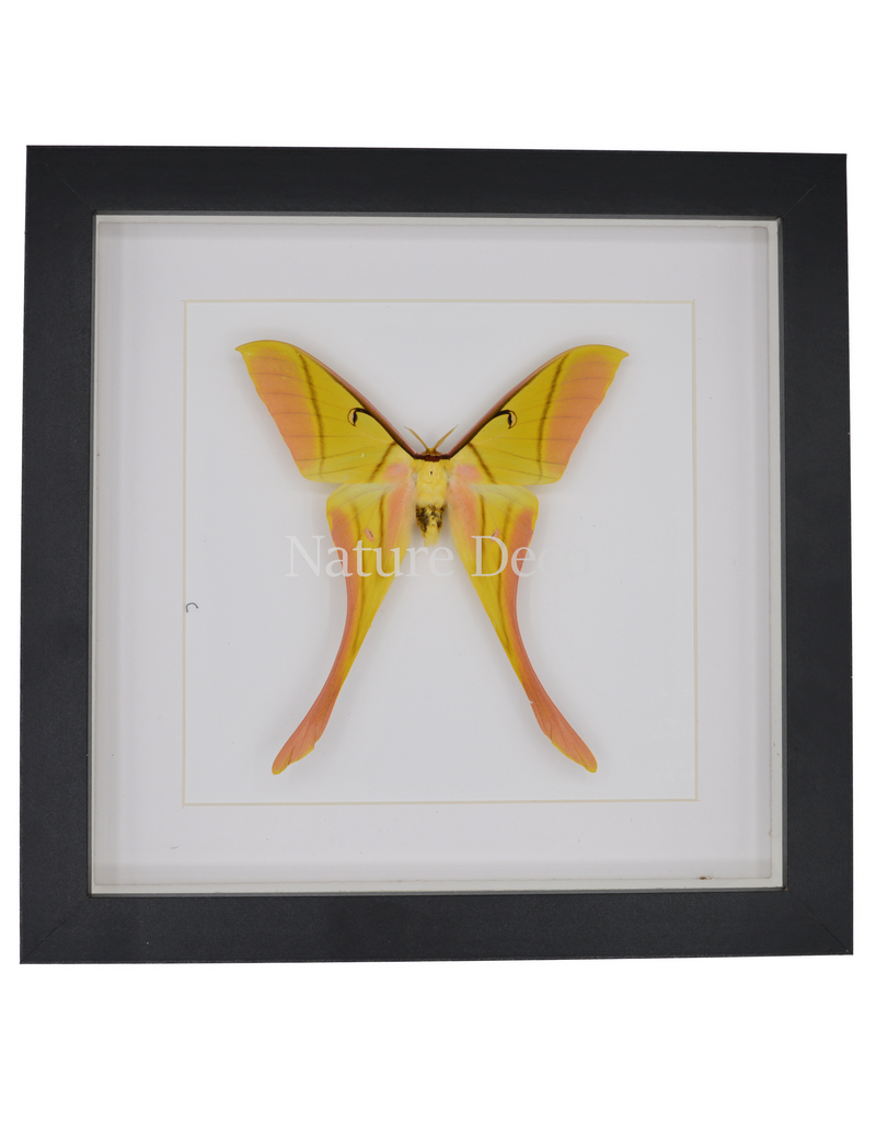 Nature Deco Actias rhodopneuma male  in luxury 3D frame 22 x 22cm