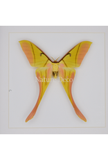 Nature Deco Actias rhodopneuma man in luxe 3d lijst 22 x 22cm