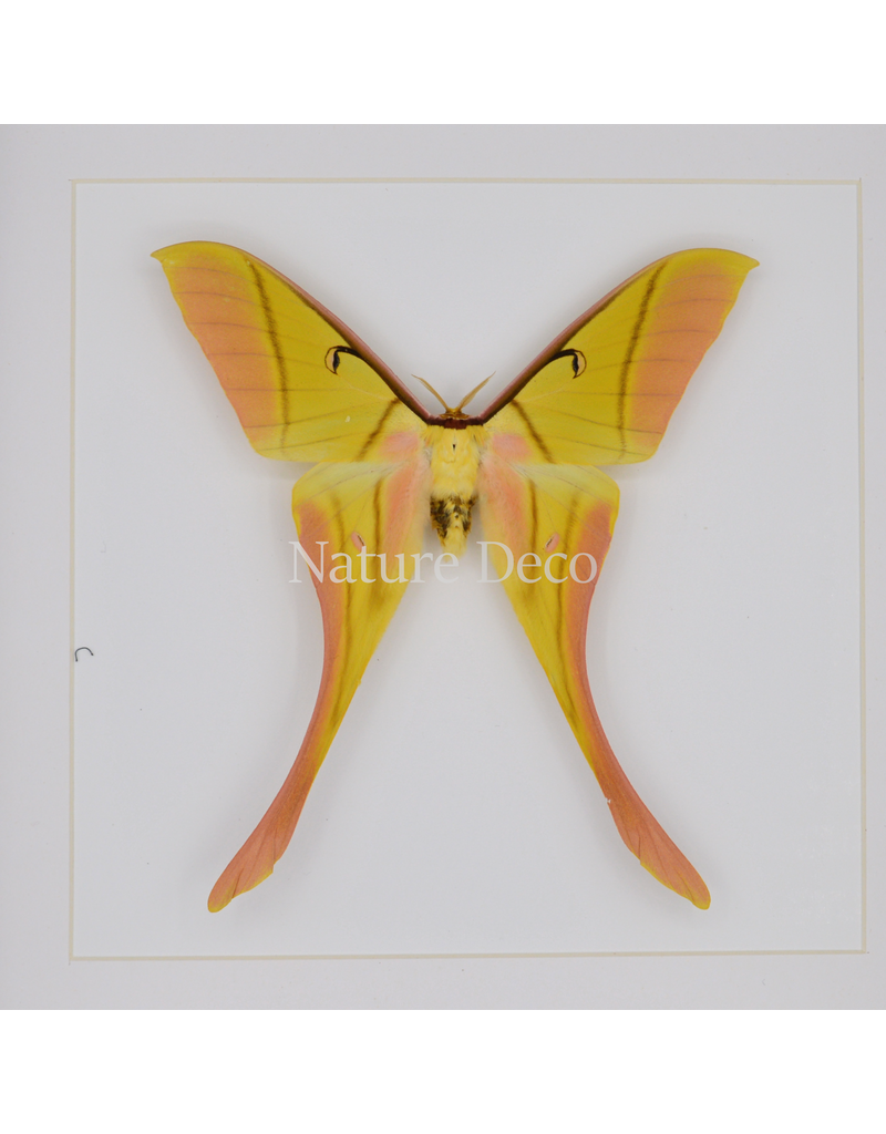 Nature Deco Actias rhodopneuma man in luxe 3d lijst 22 x 22cm