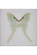 Nature Deco Actias rhodopneuma female  in luxury 3D frame 22 x 22cm