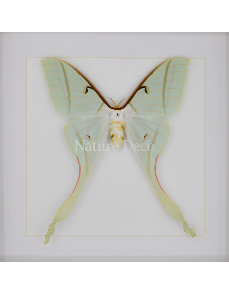 Nature Deco Actias rhodopneuma vrouw in luxe 3d lijst 22 x 22cm