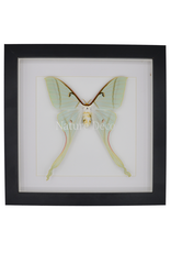 Nature Deco Actias rhodopneuma vrouw in luxe 3d lijst 22 x 22cm