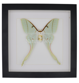 Nature Deco Actias rhodopneuma female  in luxury 3D frame