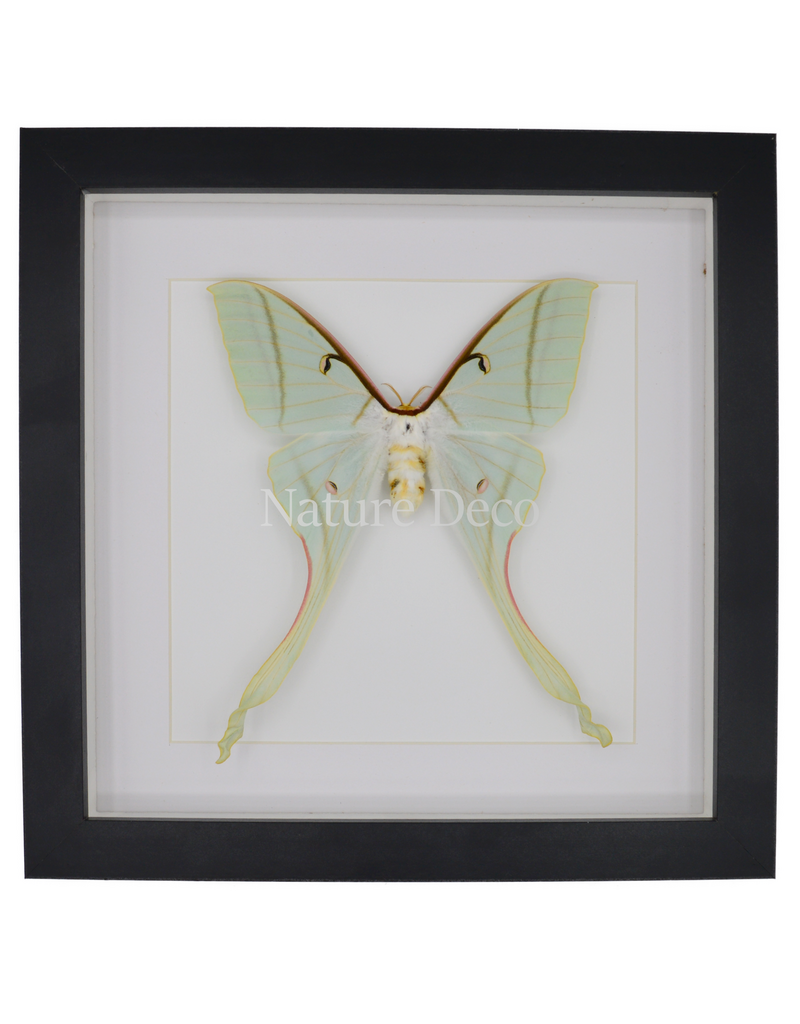 Nature Deco Actias rhodopneuma female  in luxury 3D frame 22 x 22cm
