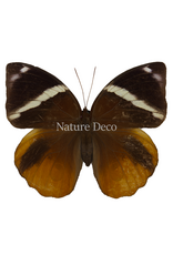 . Unmounted Thauria Aliris Aliris