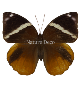 . Unmounted Thauria Aliris Aliris