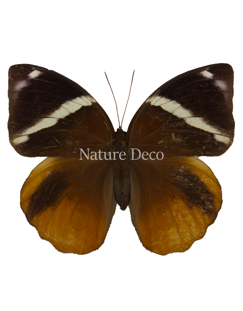 . Unmounted Thauria Aliris Aliris