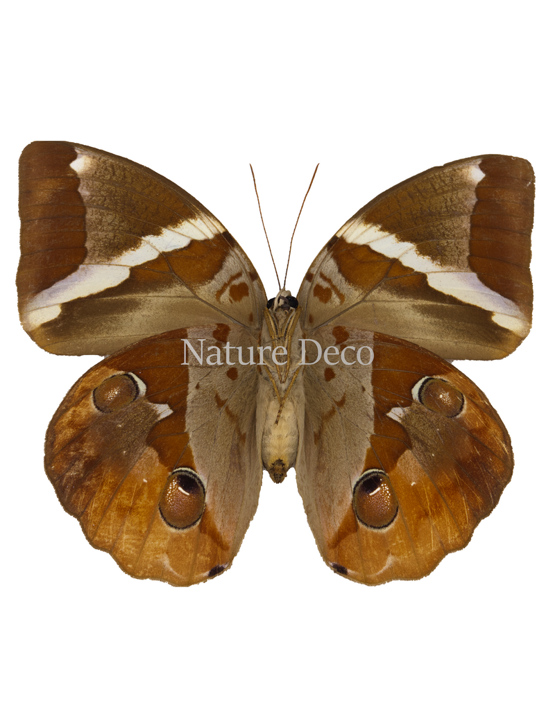 . Unmounted Thauria Aliris Aliris