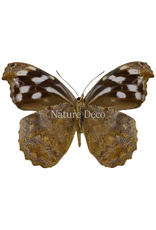. Unmounted Myscelia cyaniris