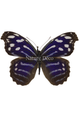 . Unmounted Myscelia cyaniris