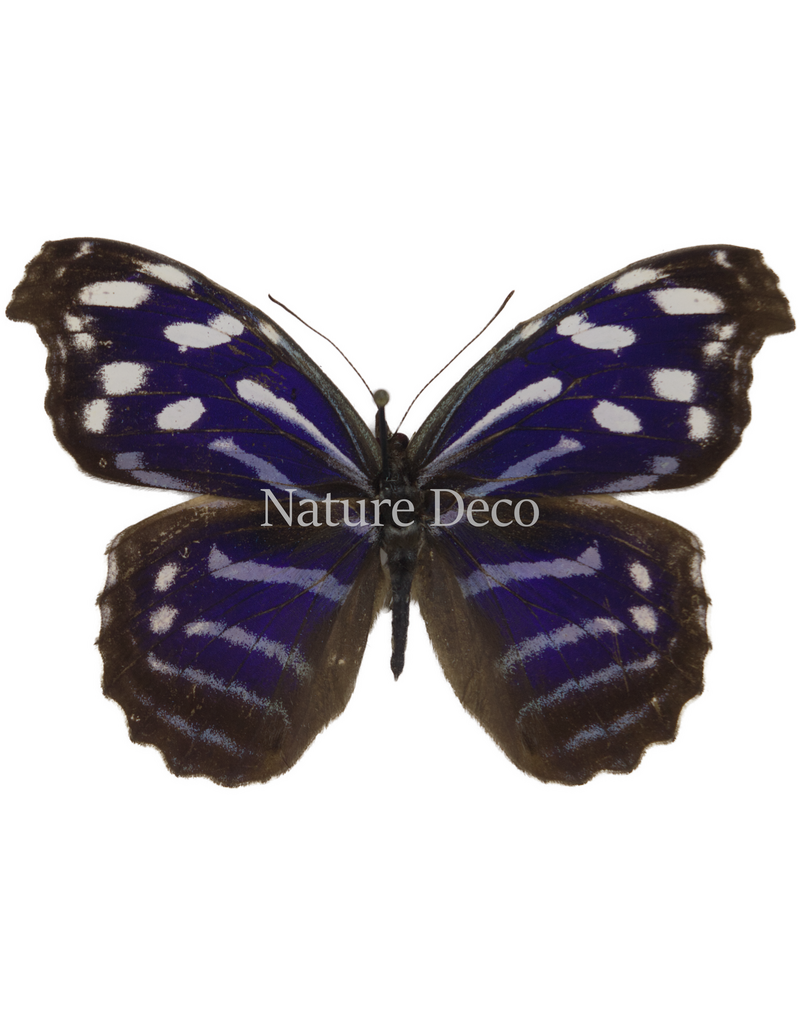 . Unmounted Myscelia cyaniris