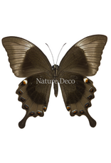 . Unmounted Papilio Palinarus