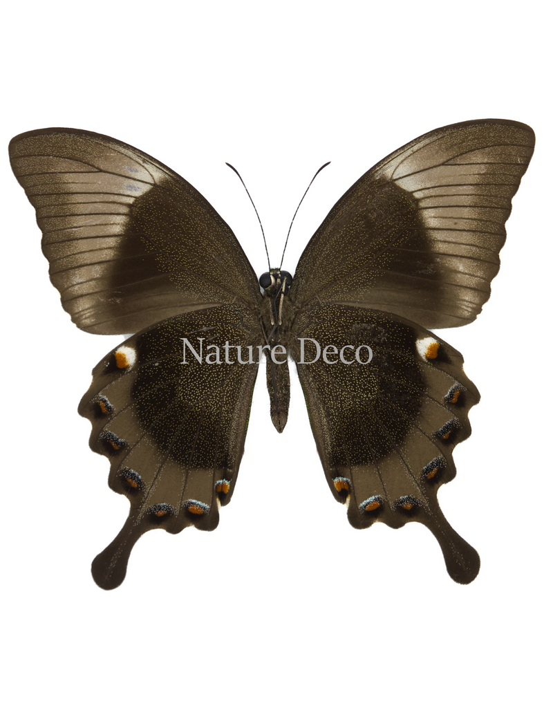 . Unmounted Papilio Palinarus