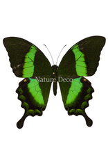 . Ongeprepareerde Papilio Palinarus