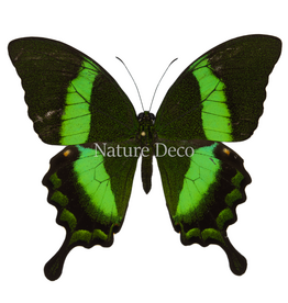 . Ongeprepareerde Papilio Palinarus