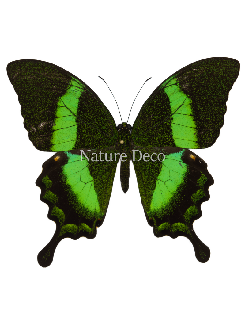 . Unmounted Papilio Palinarus