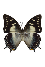 . Unmounted Polyura pyrrhus
