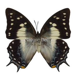 . Ongeprepareerde Polyura pyrrhus