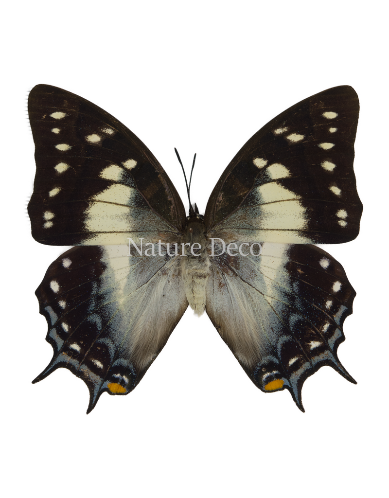 . Unmounted Polyura pyrrhus