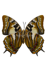. Ongeprepareerde Polyura pyrrhus