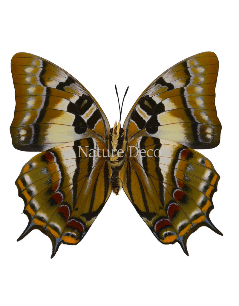 . Unmounted Polyura pyrrhus