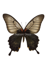 . Ongeprepareerde Papilio Lowi vrouw