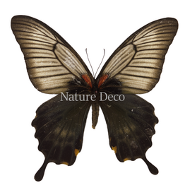 . Ongeprepareerde Papilio Lowi vrouw