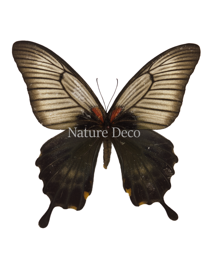 . Unmounted Papilio Lowi female