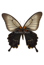 . Ongeprepareerde Papilio Lowi vrouw