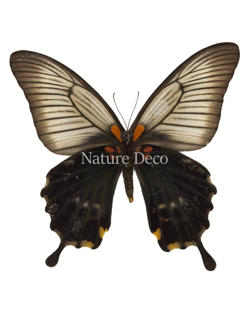 . Ongeprepareerde Papilio Lowi vrouw