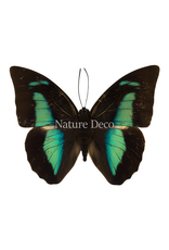 . Unmounted Prepona amphimachus