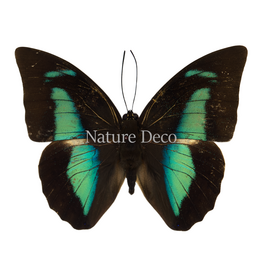 . Unmounted Prepona amphimachus