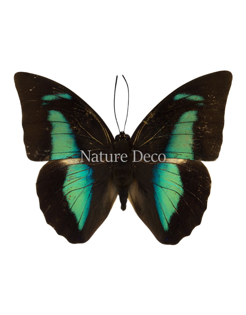 . Ongeprepareerde Prepona amphimachus