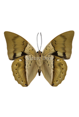. Ongeprepareerde Prepona amphimachus