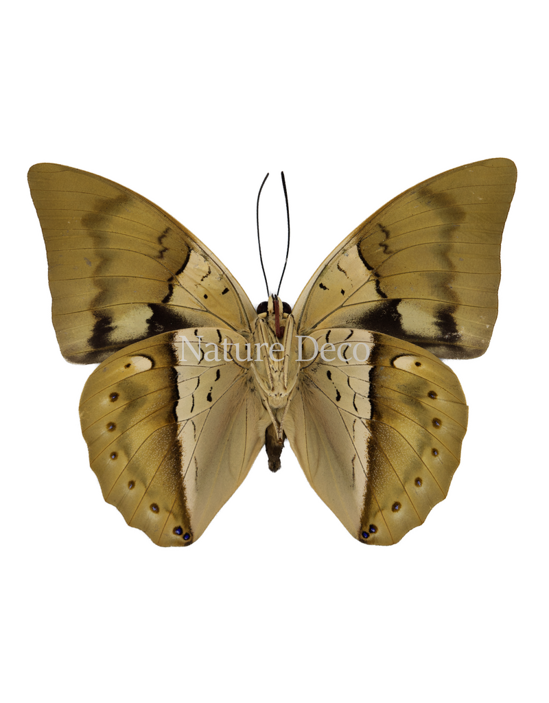 . Ongeprepareerde Prepona amphimachus