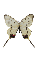 . Unmounted Sericinus montelus amurensis