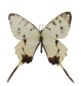 . Unmounted Sericinus montelus amurensis