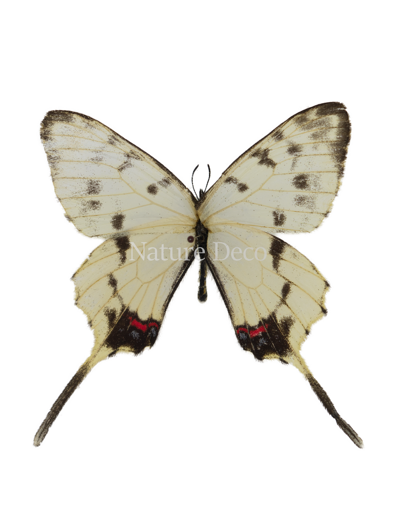 . Unmounted Sericinus montelus amurensis