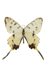 . Unmounted Sericinus montelus amurensis