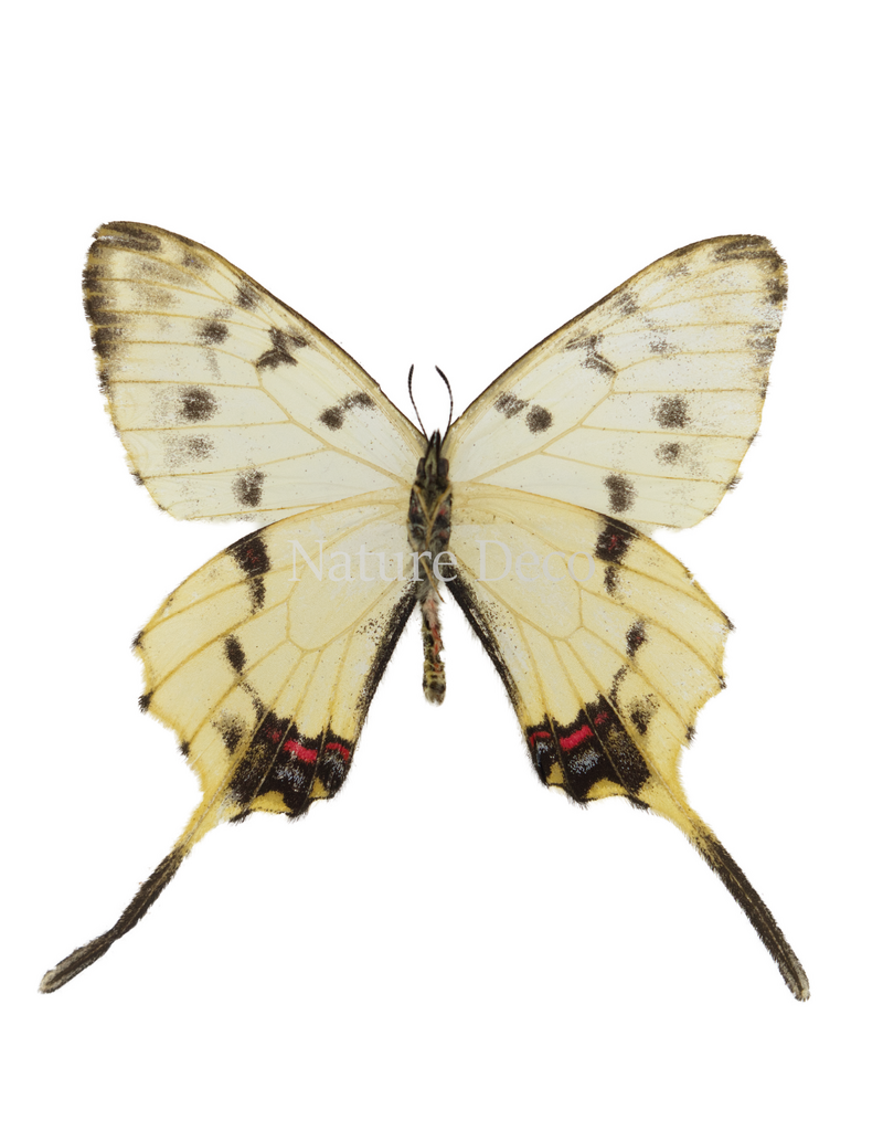 . Ongeprepareerde Sericinus montelus amurensis