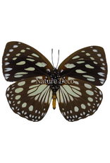 . Unmounted euxanthe crossleyi