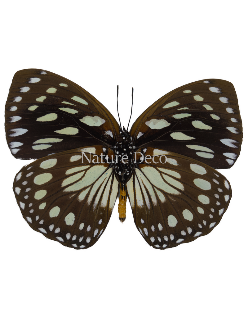 . Unmounted euxanthe crossleyi