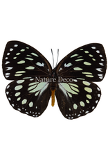 . Unmounted euxanthe crossleyi