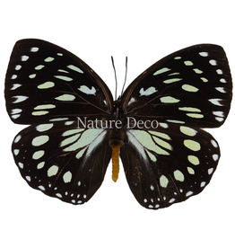 . Ongeprepareerde euxanthe crossleyi