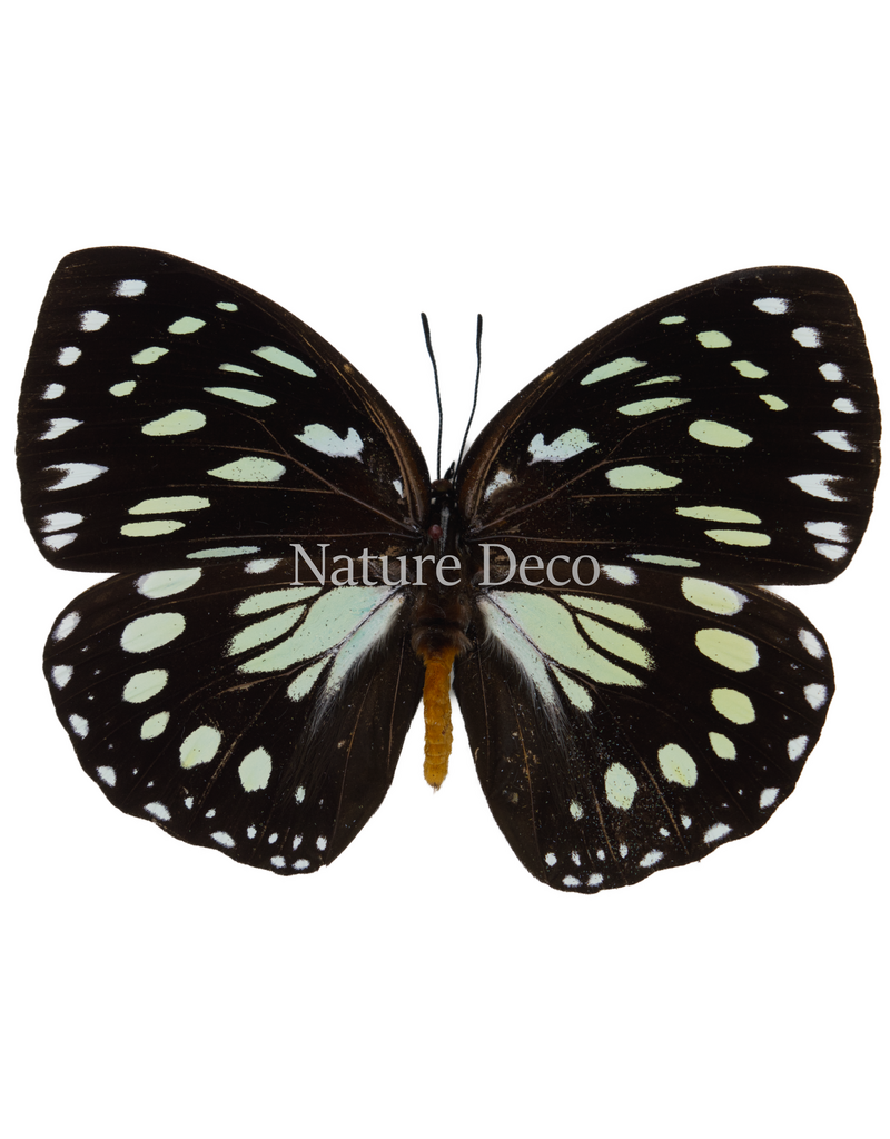 . Unmounted euxanthe crossleyi