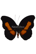 . Ongeprepareerde  Catonephele acontius