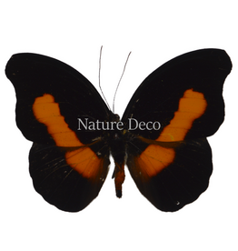 . Ongeprepareerde Catonephele acontius